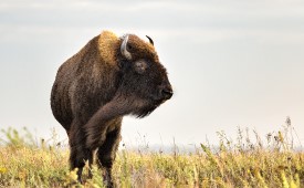 Bison on a prairie