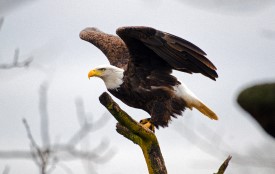 Bald eagle ready to take flight