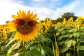 Sunflower in a field wearing sunglasses
